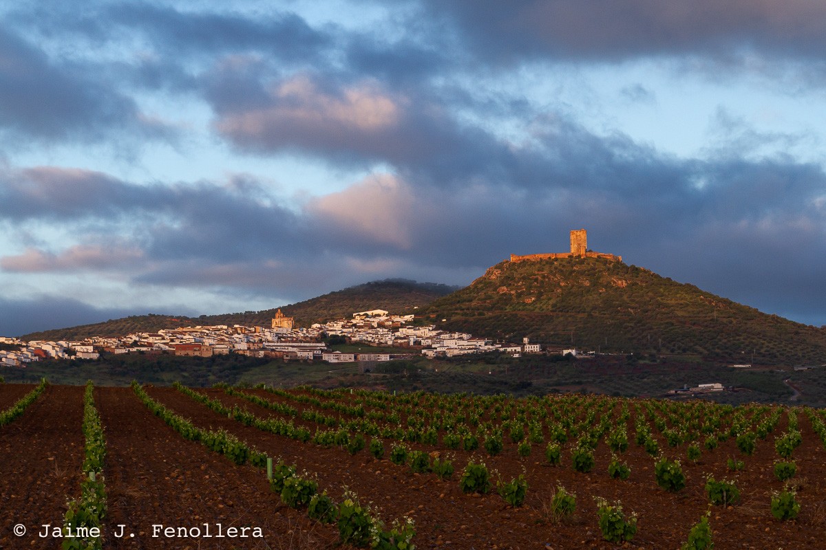 Viñedos de Feria yo su castillo